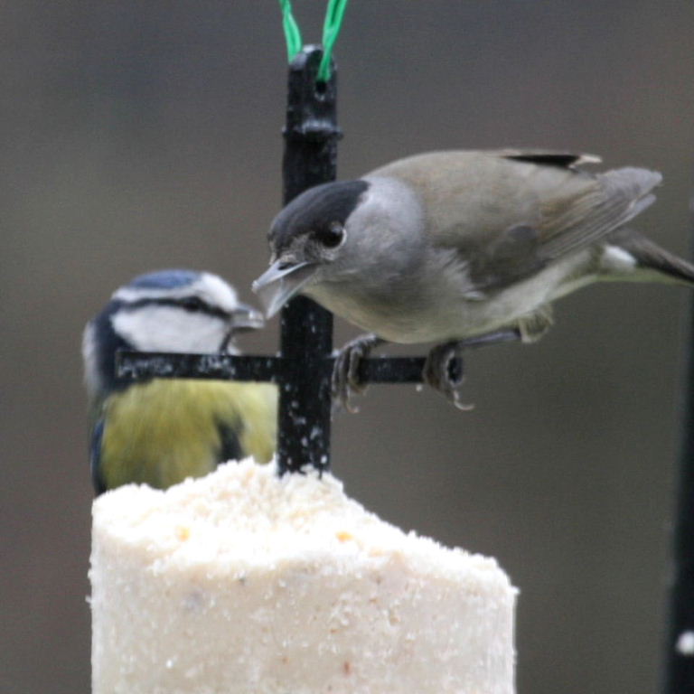 Blackcap and Bluetit