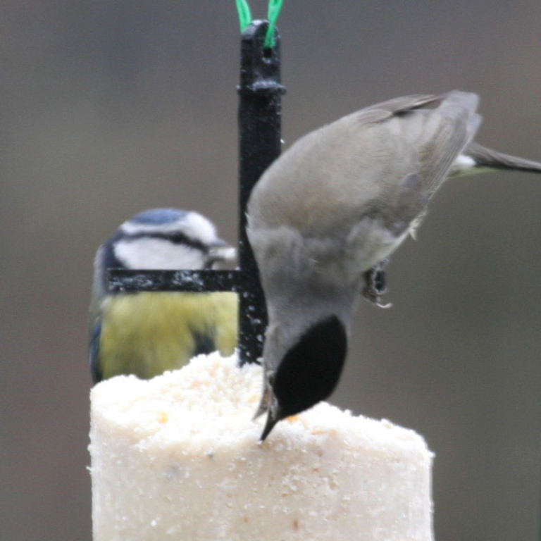 Blackcap and Bluetit