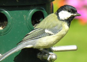 Great tit