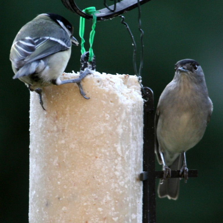 Great tit and Blackcap