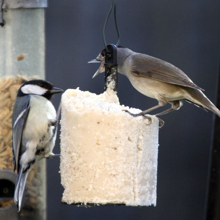 Blackcap and Great tit
