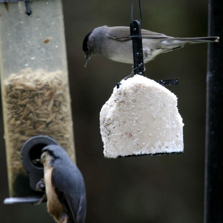 Blackcap and Nuthatch