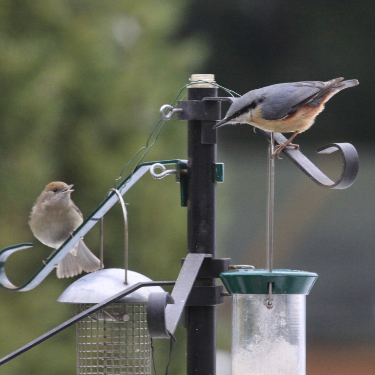Blackcap and Nuthatch