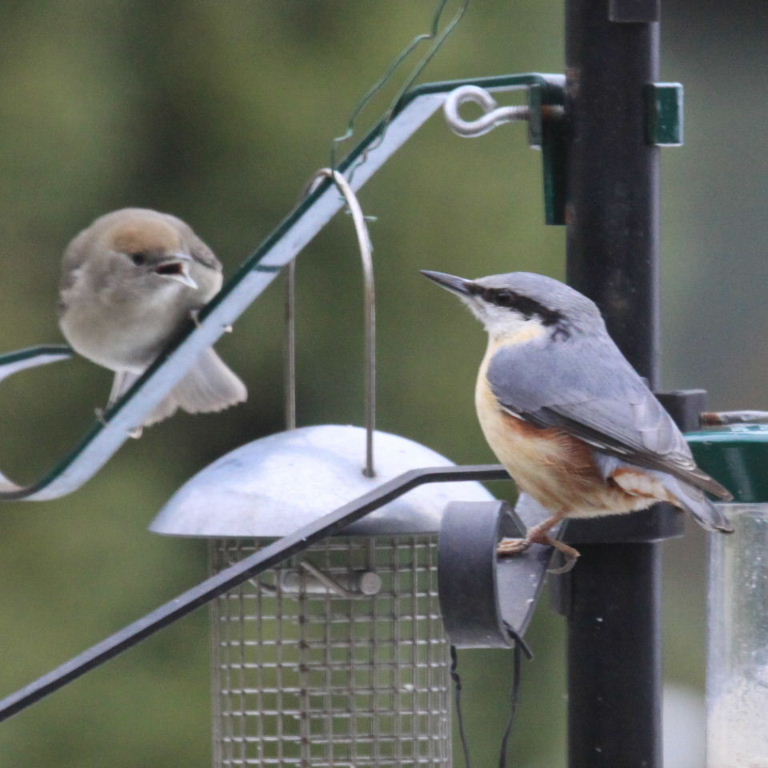 Blackcap and Nuthatch