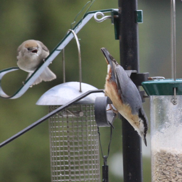 Blackcap and Nuthatch