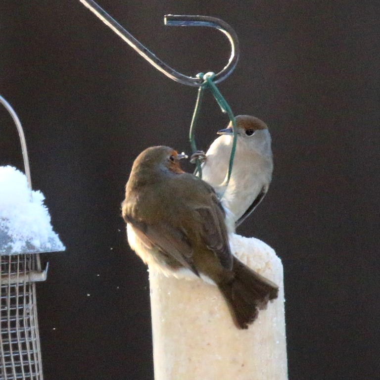 Blackcap and Robin