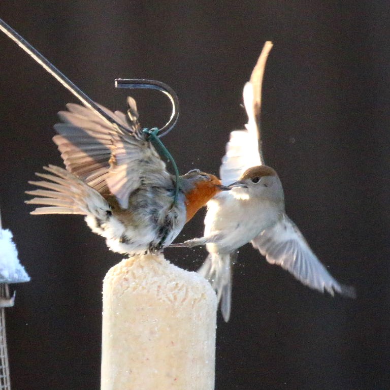 Blackcap and Robin