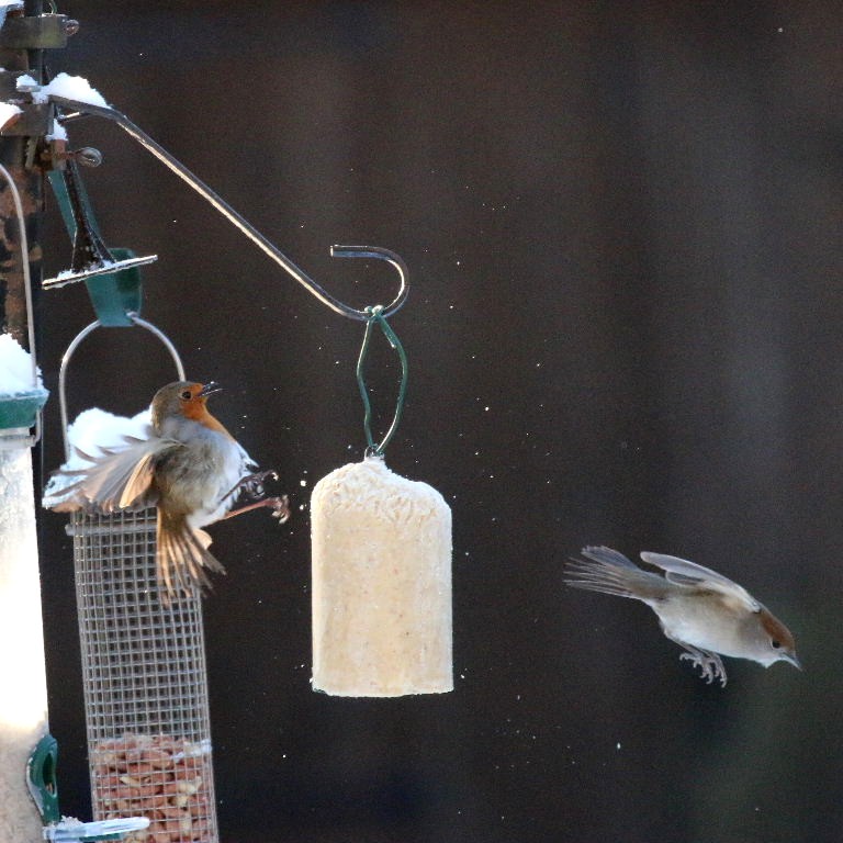 Blackcap and Robin