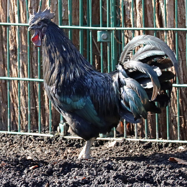 Ayam Cemani chicken