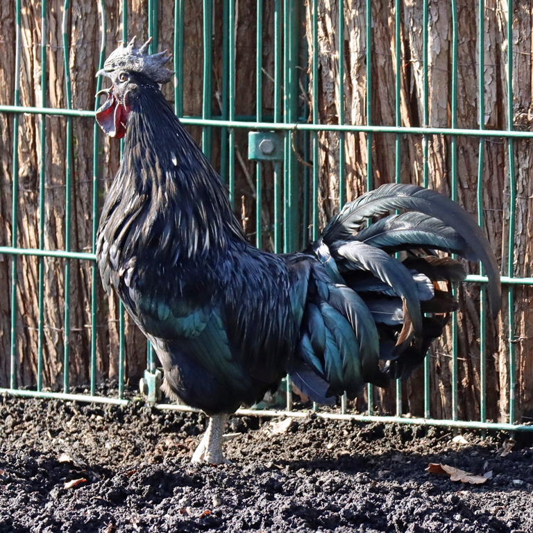 Ayam Cemani chicken