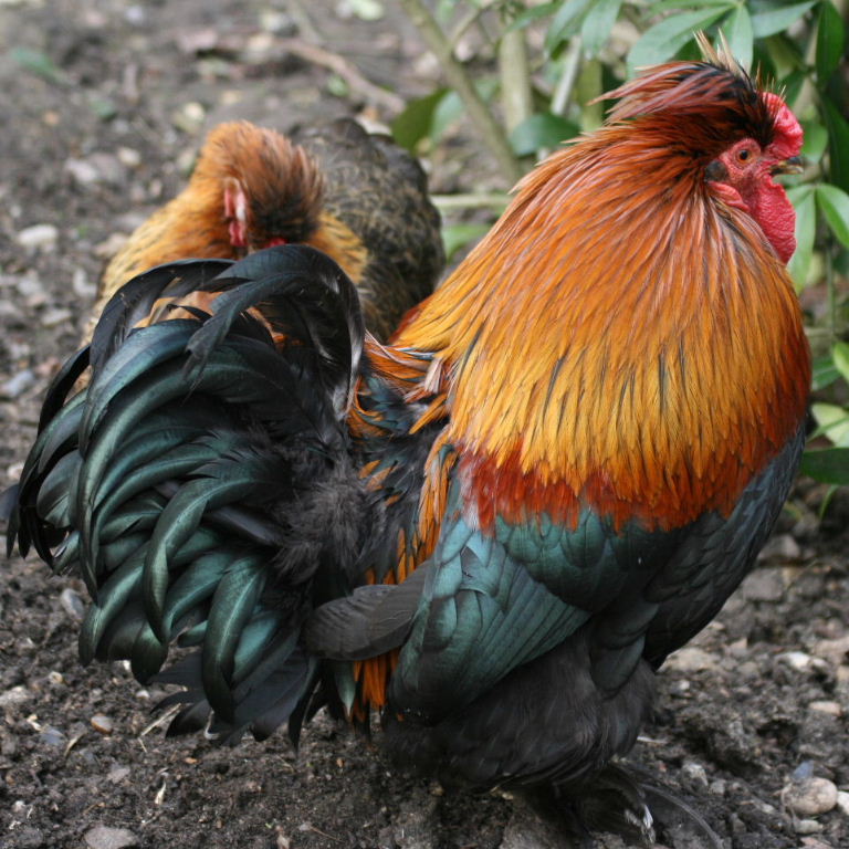 Bantam
