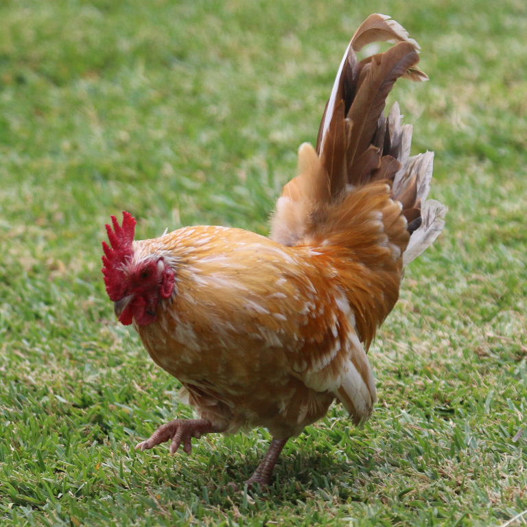 Bantam