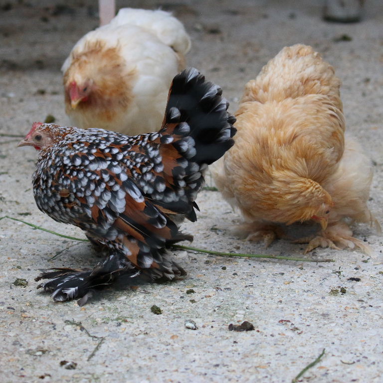 Dutch Booted Bantam