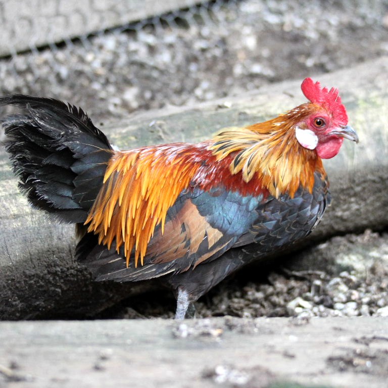 Golden Dutch Bantam