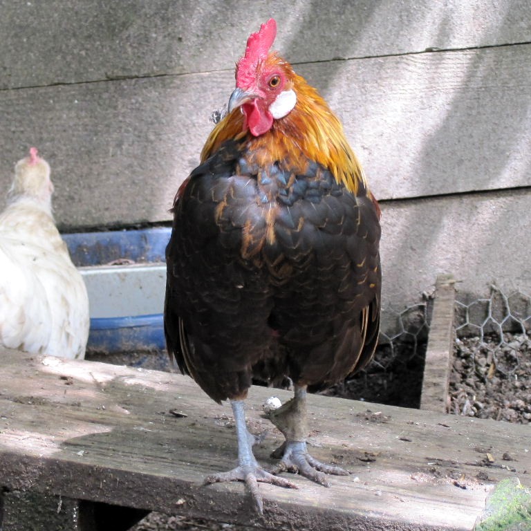 Golden Dutch Bantam