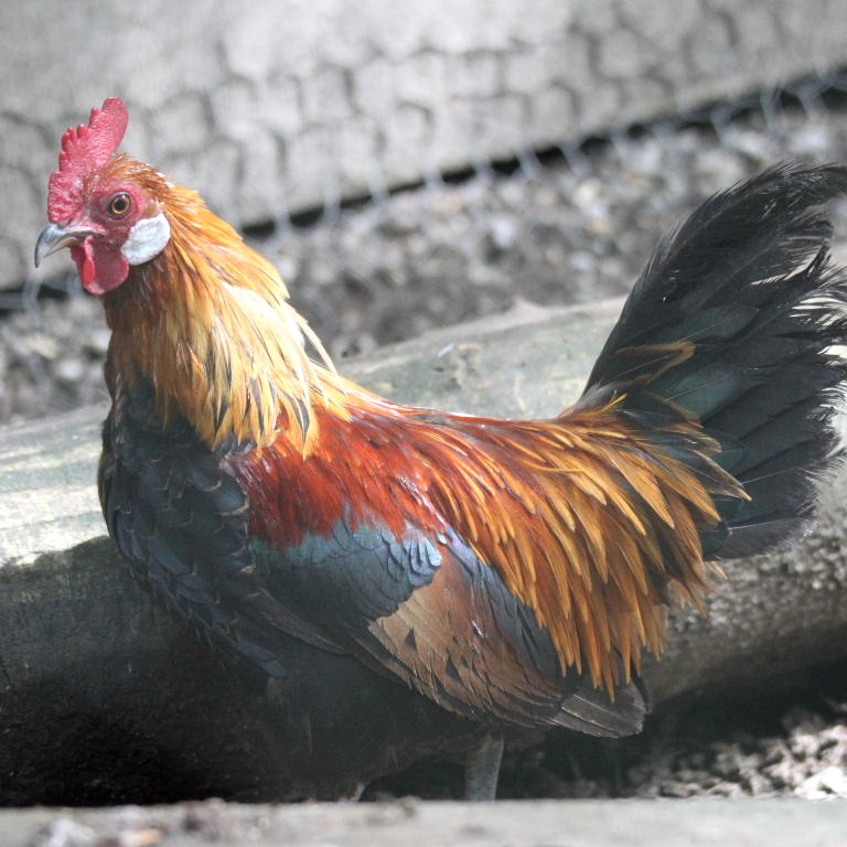 Golden Dutch Bantam