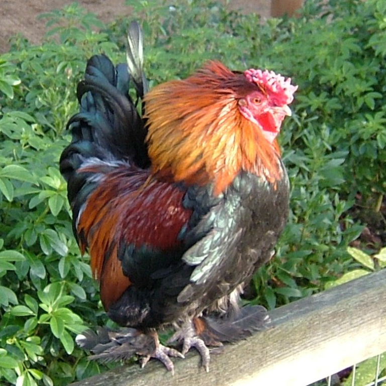 Bantam