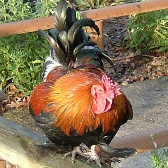 Bantam