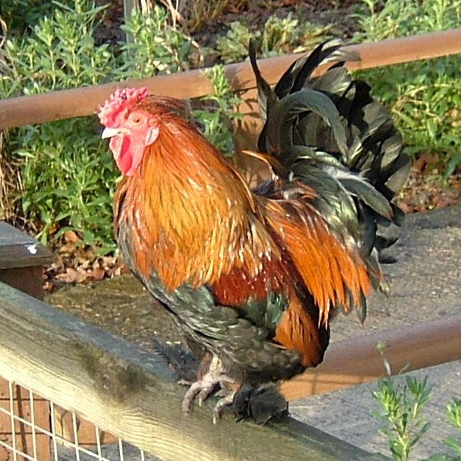 Bantam