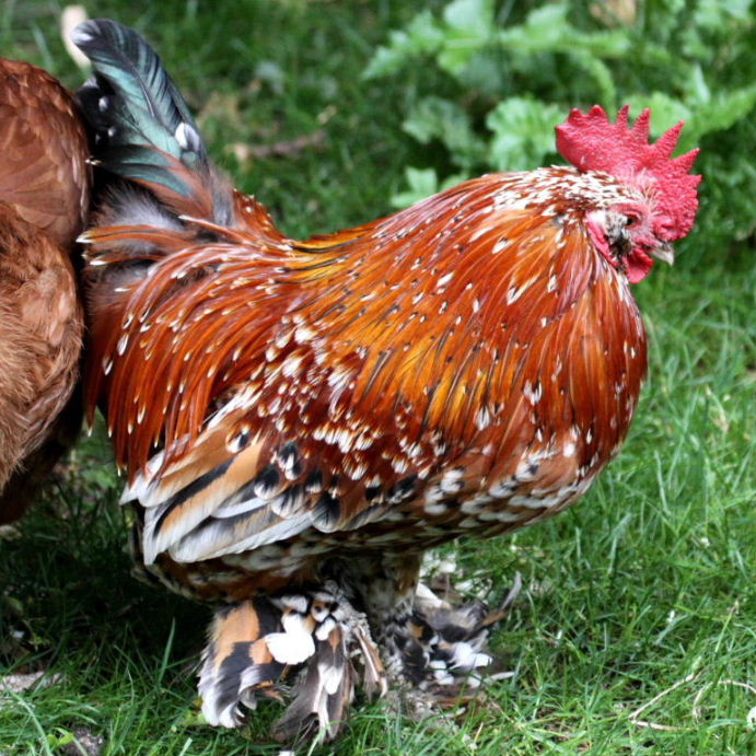 Bearded d'Uccle Bantam
