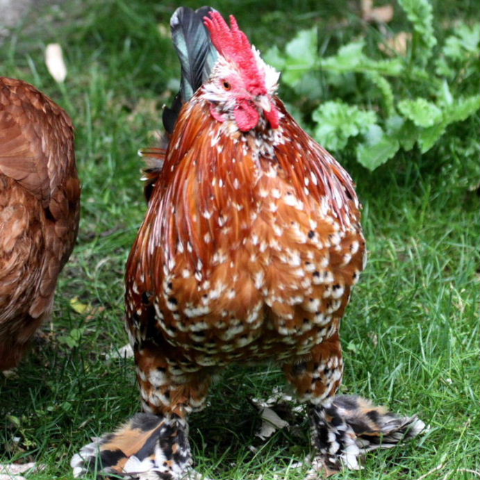 Bearded d'Uccle Bantam