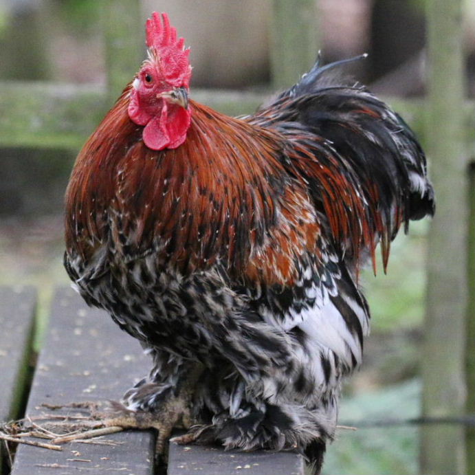 jubilee booted Bantam