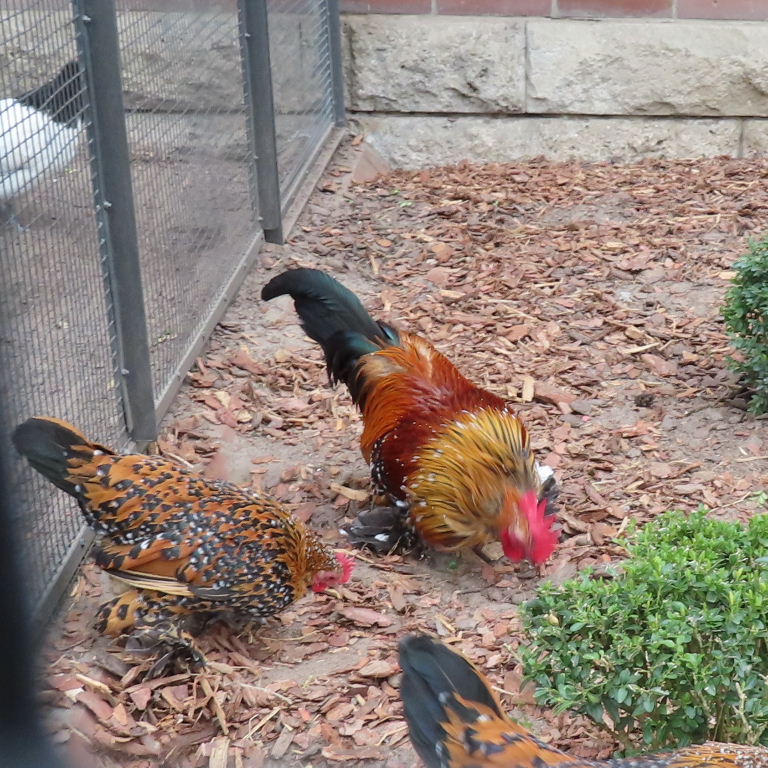Dutch Booted Bantam