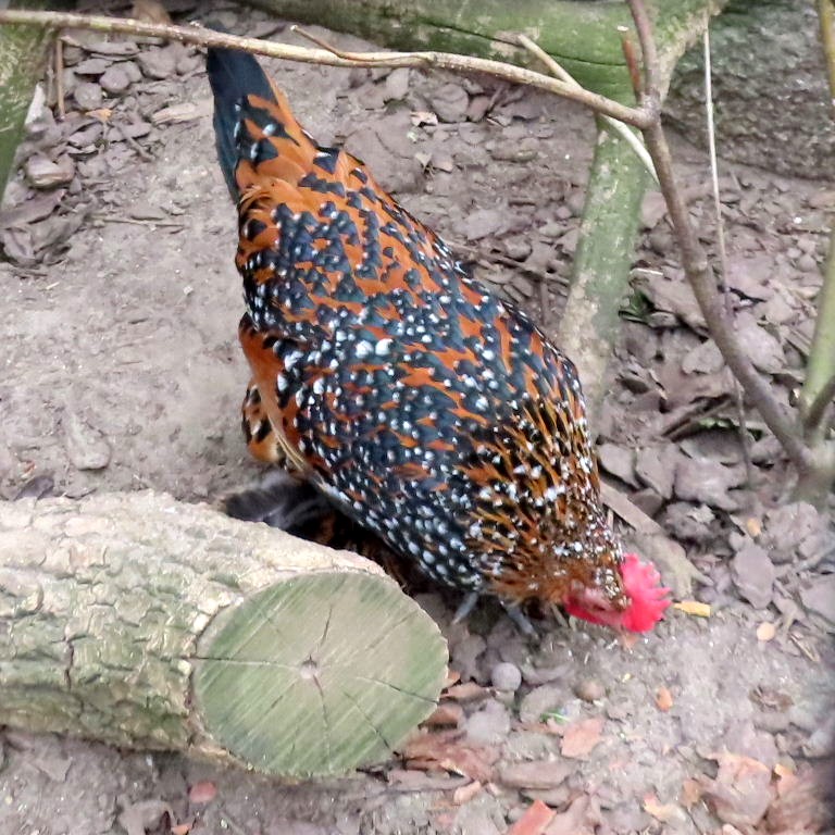Dutch Booted Bantams