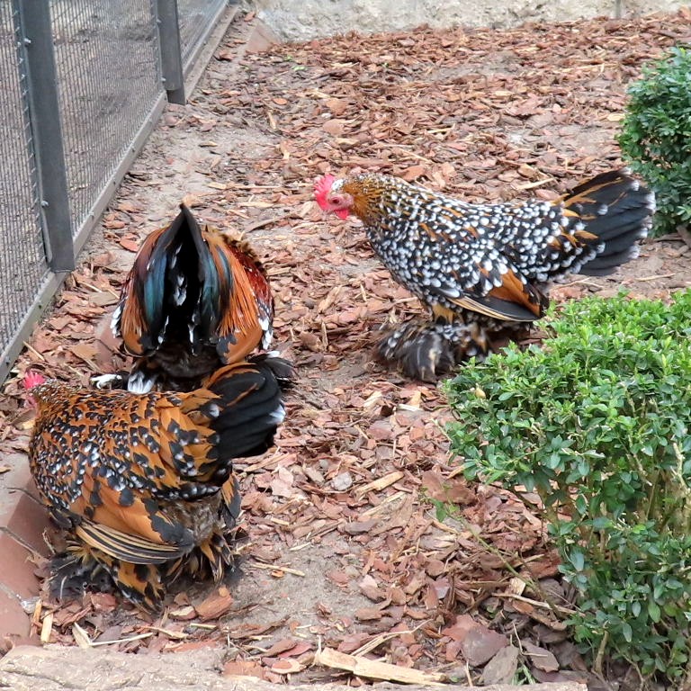 Dutch Booted Bantams