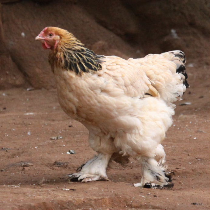 Brahma chicken light