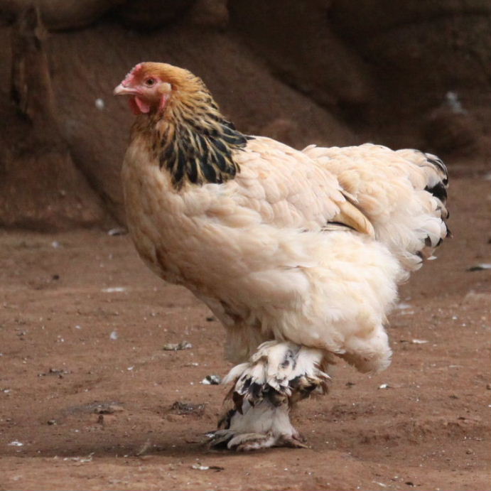 Brahma chicken light