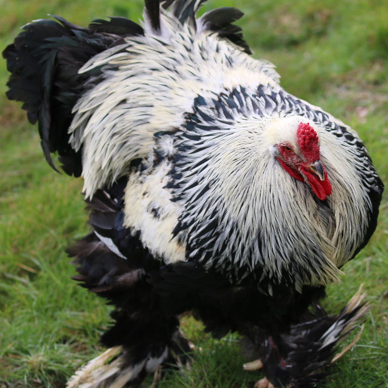 Brahma cockerel
