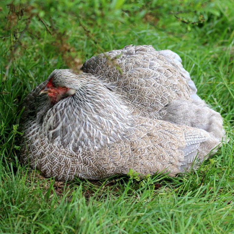 Brahma hen