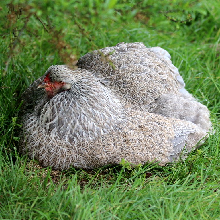 A very large Brahma chicken with an arco red comb on its head and