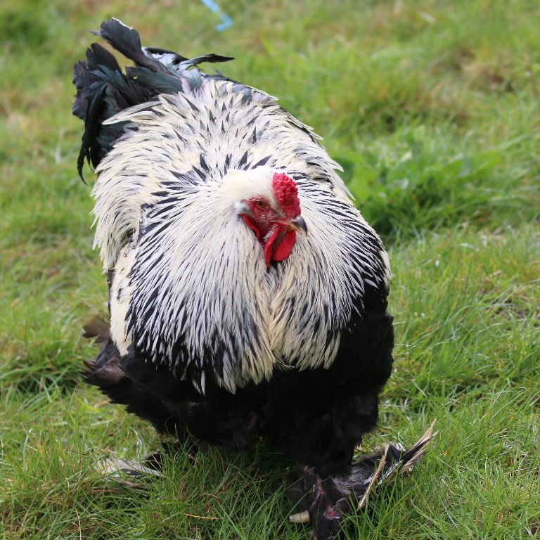 Brahma chicken