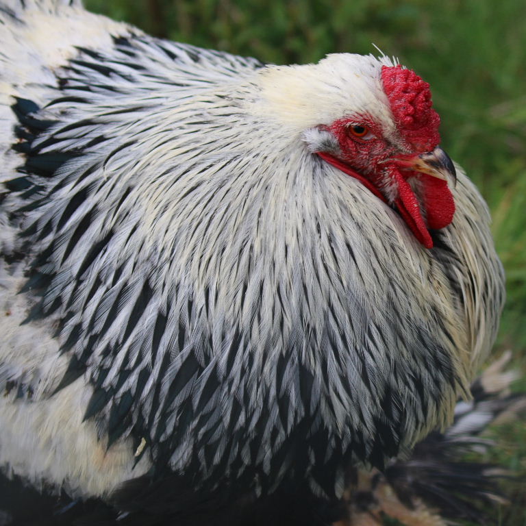 A very large Brahma chicken with an arco red comb on its head and