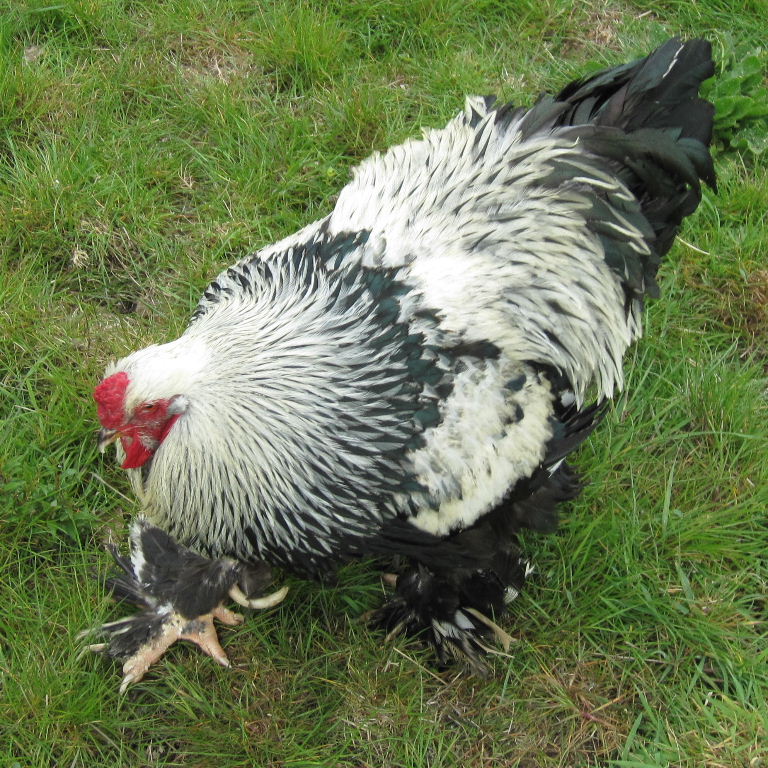 Brahma chicken