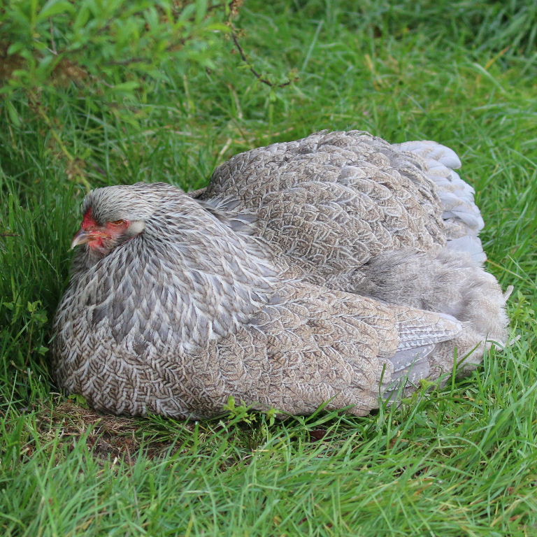 Brahma hen