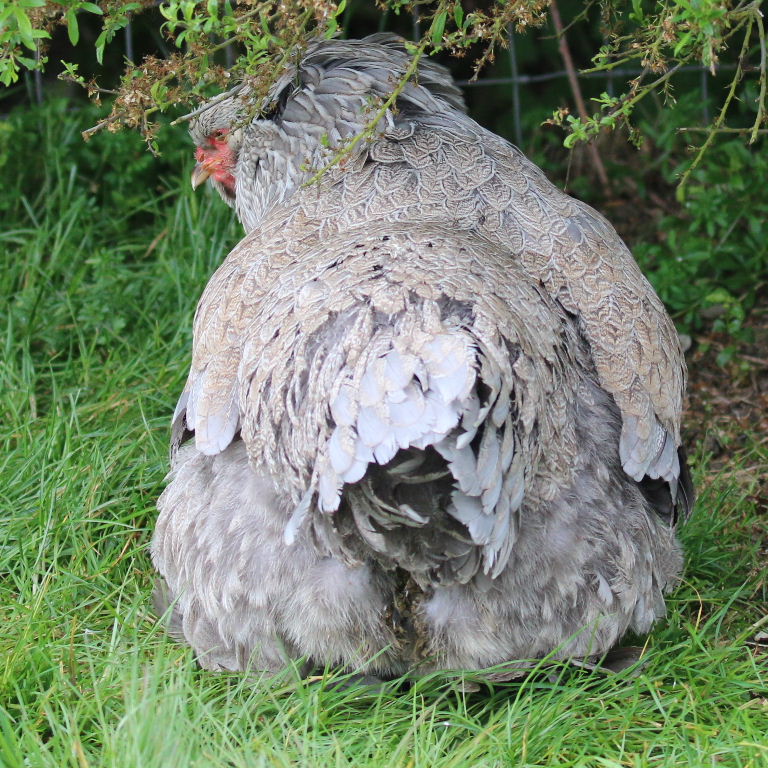 Brahma chicken