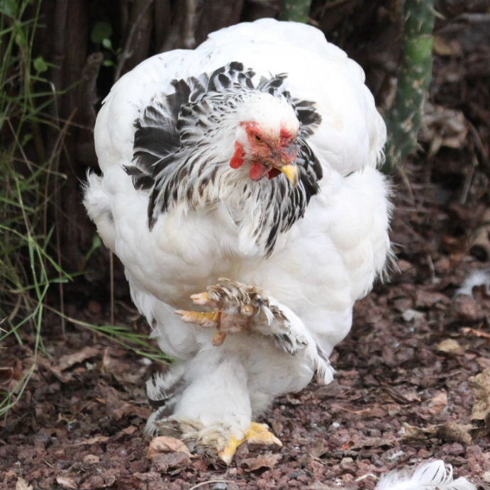 Brahma chicken light