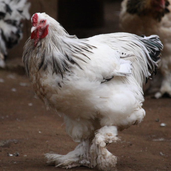 Brahma chicken light