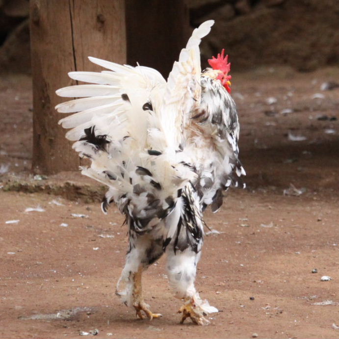 Brahma chicken light