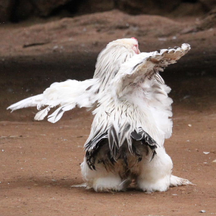 Brahma chicken light