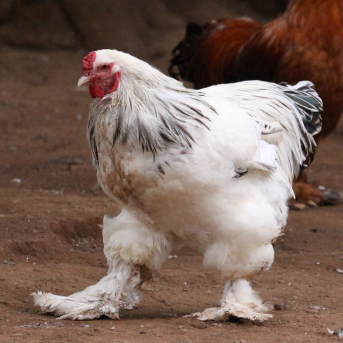 Brahma chicken light