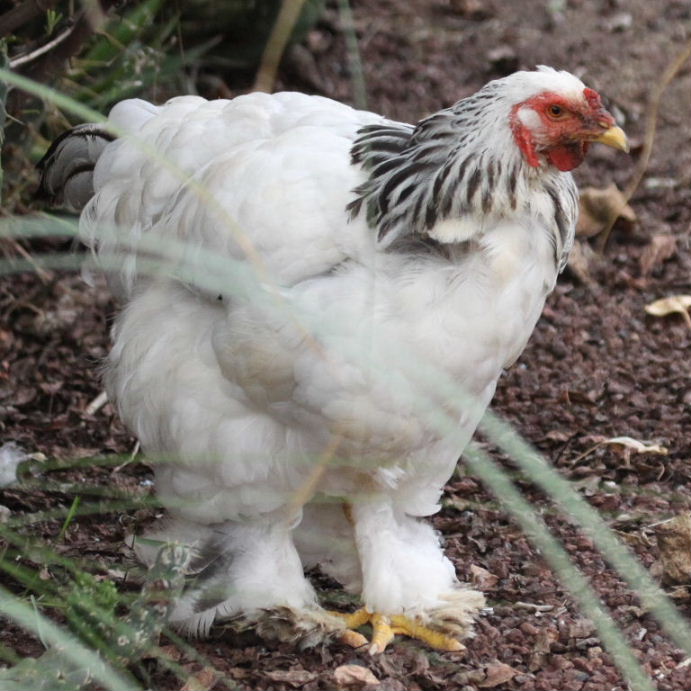 Brahma chicken light