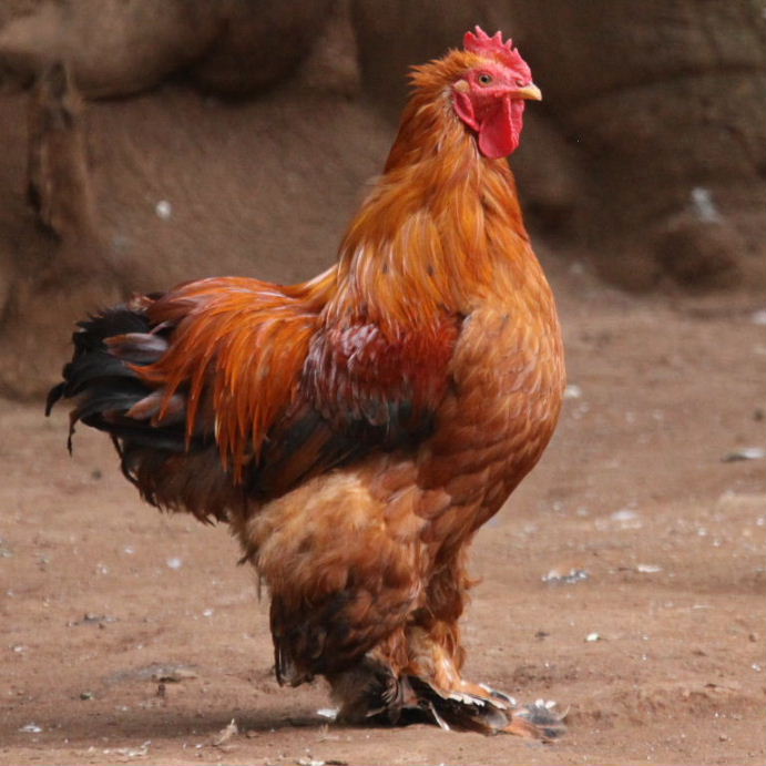 Brahma chicken red