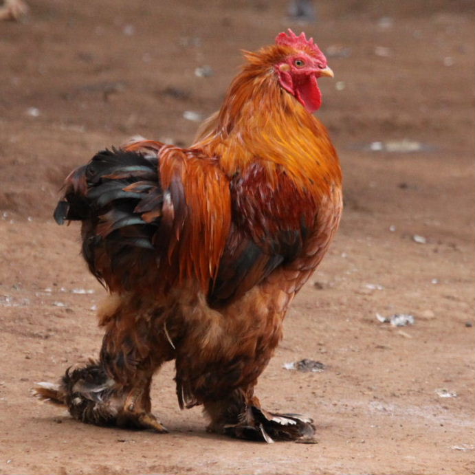 Brahma chicken red