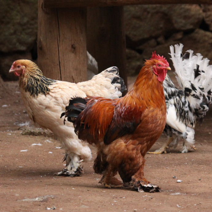 Brahma chickens
