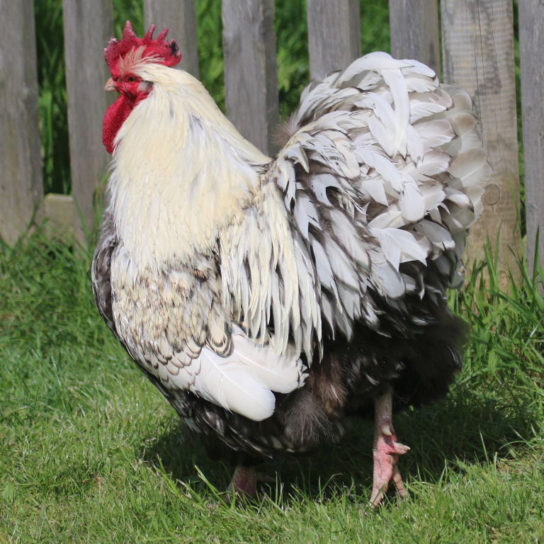 Cochin-type hen