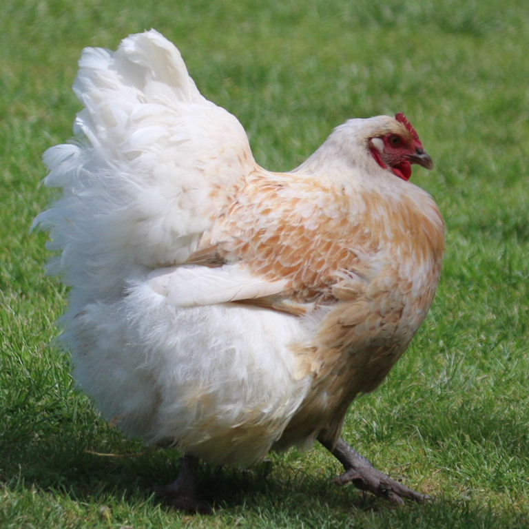 Cochin-type hen